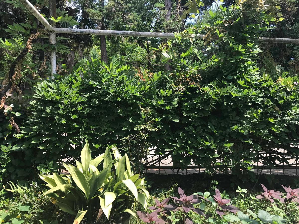 Anna Hostel Kobuleti Bagian luar foto
