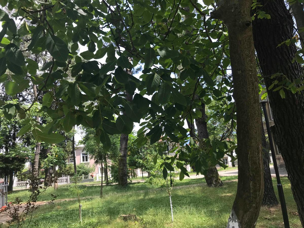 Anna Hostel Kobuleti Bagian luar foto